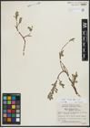 Foto von Salix arctica Pall.